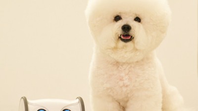 냥집사 필수템! 고양이장난감cctv 솔직 후기 & 꿀팁 대방출 😻